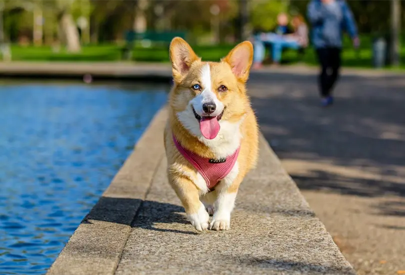 La esterilizaci&oacute;n de nuestros perros es una decisi&oacute;n responsable que tiene un impacto positivo tanto en el bienestar de los animales como en la sociedad en general