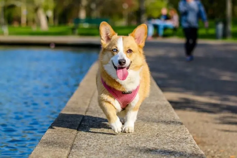 Alimentos para cuidar la salud de tu perro - Péxels