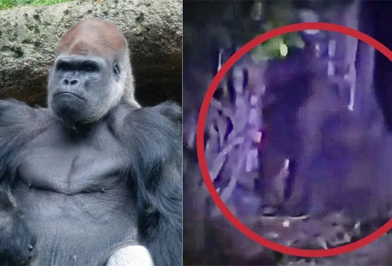Gorila escapa de zoológico en Hidalgo y provoca alerta entre los vecinos. Gorila escapa de zoológico en Hidalgo y provoca alerta entre los vecinos.