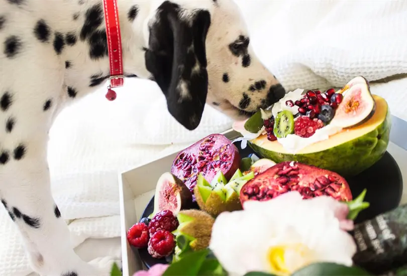 Aquí te traemos cinco alimentos que tu perro amará y que son beneficiosos para su salud Aquí te traemos cinco alimentos que tu perro amará y que son beneficiosos para su salud
