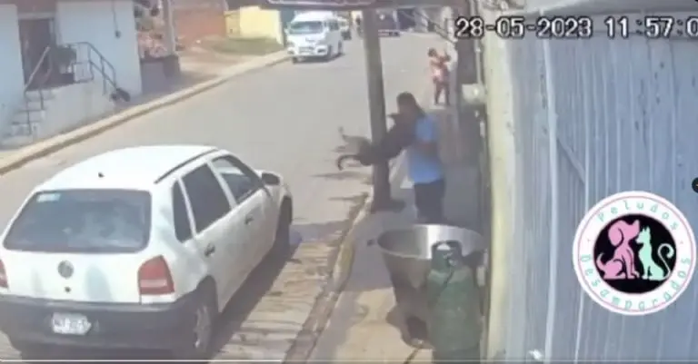 Créditos: Peludos Desamparados