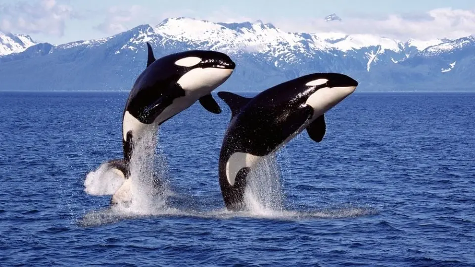 Descubren que Orcas se organizan para atacar y hundir barcos, ¿venganza? Descubren que Orcas se organizan para atacar y hundir barcos, ¿venganza?