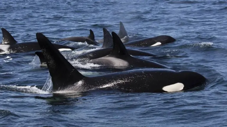 Orcas se organizan para atacar y hundir barcos, ¿venganza? Foto: Especial