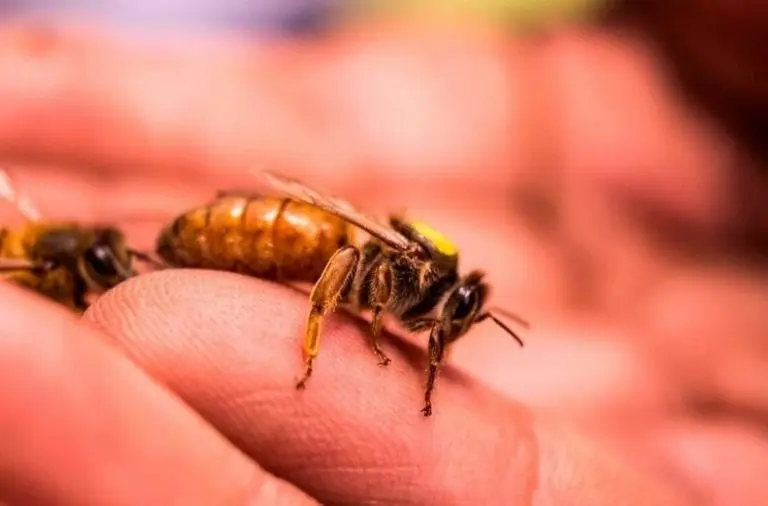 La apitoxina es el veneno secretado por las abejas hembra Créditos: UNAM