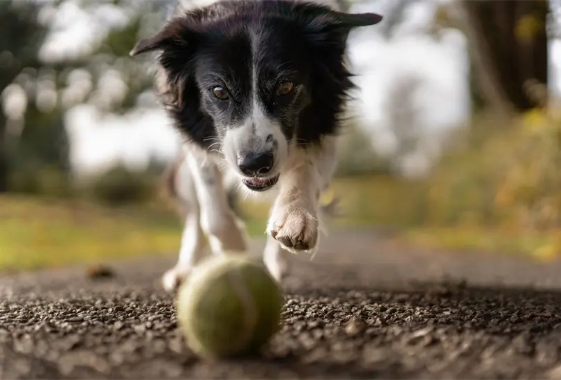 &iquest;C&oacute;mo cuidar de un perro que sufri&oacute; maltrato animal?