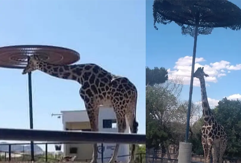 La jirafa Benito sufre las extremas temperaturas de Ciudad Ju&aacute;rez