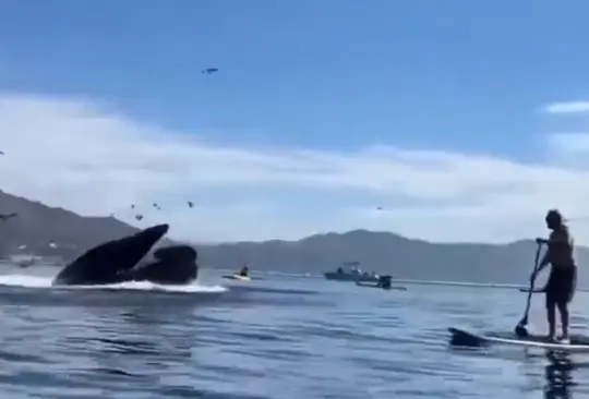 Las ballena expulsó a las turistas y éstas resultaron ilesas 