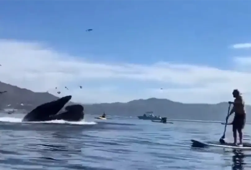 Las ballena expuls&oacute; a las turistas y &eacute;stas resultaron ilesas 