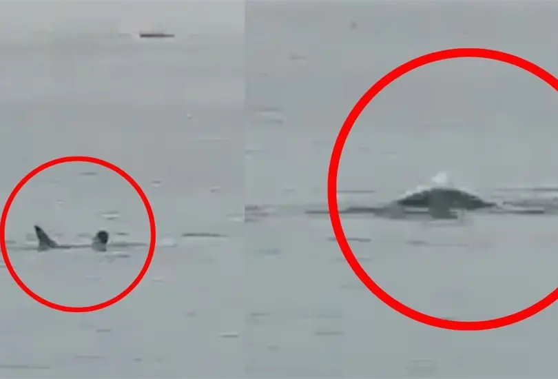 VIDEO: Tibur&oacute;n tigre se come a joven que nadaba en la playa. 