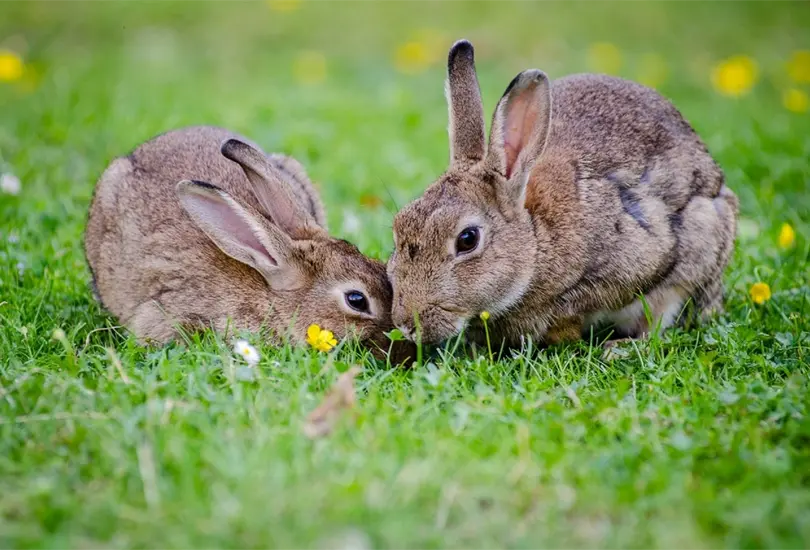 Estos son algunos consejos que puedes usar para cuidar de tu mascota
