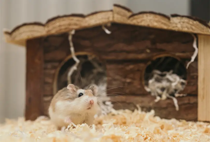 Estas son las ventajas y desventajas de tener un h&aacute;mster como mascota