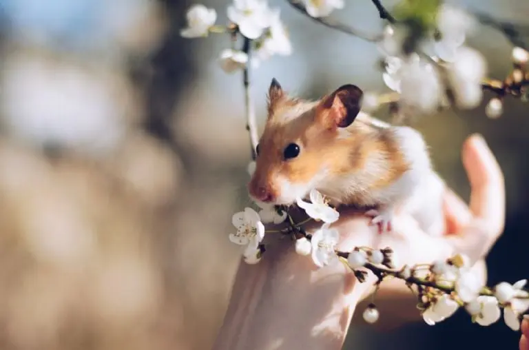 Ventajas y desventajas de tener un hamster - Pexels