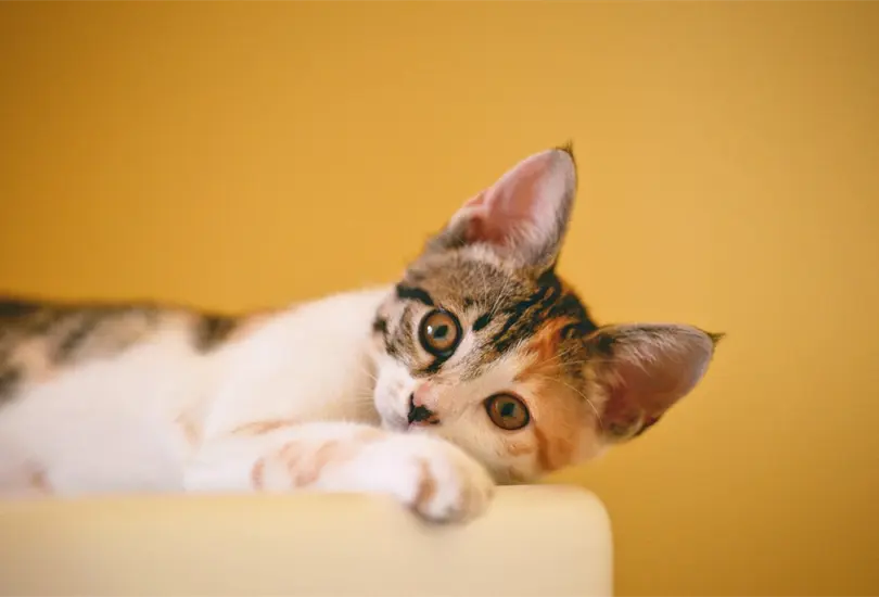 &iquest;Alguna vez te has preguntado si tu gato es feliz? 