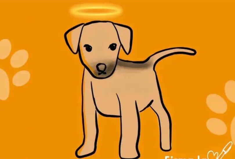 Piden justicia para Huellitas, perrito asesinado en Huauchinango, Puebla. 