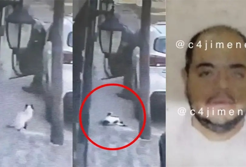 ¡Justicia! Detienen a hombre que disparó y mató a un gato en Tlalnepantla. ¡Justicia! Detienen a hombre que disparó y mató a un gato en Tlalnepantla.