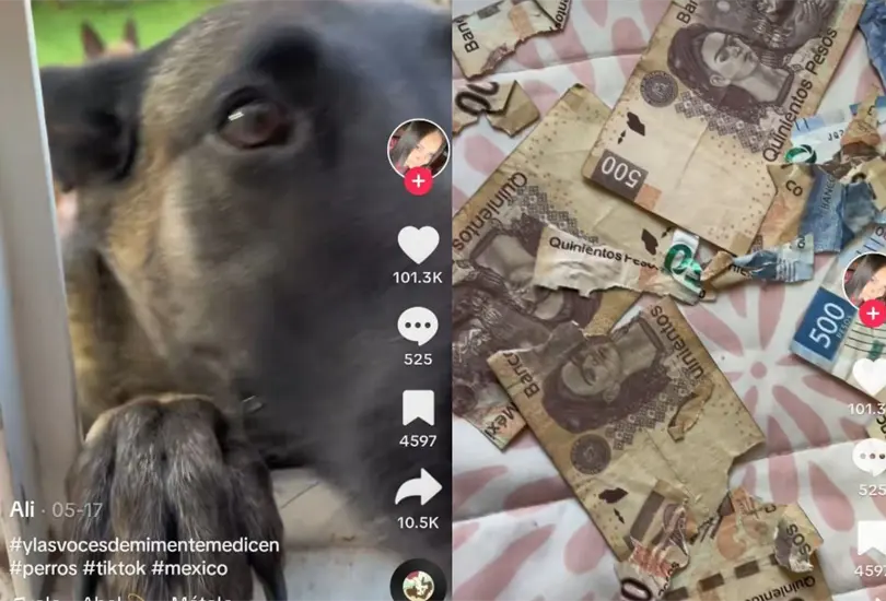 Perrito destroza los ahorros de su dueña y video se hace viral Perrito destroza los ahorros de su dueña y video se hace viral