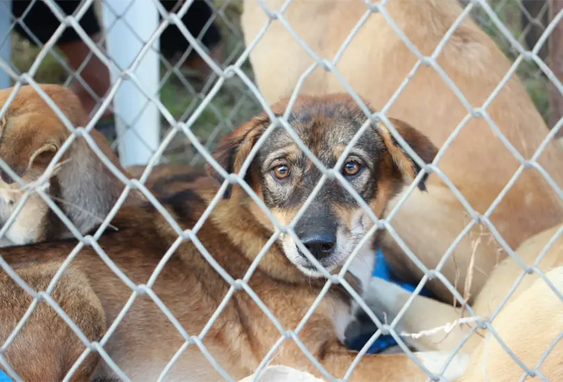 El caso del perrito Scooby que fue lanzado a un cazo con aceite hirviendo en Tecámac, y el caso de un hombre que disparó a un gato causándole la muerte en Tlalnepantla han consternado a México El caso del perrito Scooby que fue lanzado a un cazo con aceite hirviendo en Tecámac, y el caso de un hombre que disparó a un gato causándole la muerte en Tlalnepantla han consternado a México