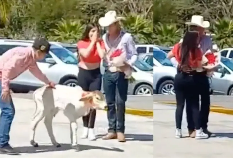 VIDEO: Joven le regala becerro a su novia: No se acepta menos. VIDEO: Joven le regala becerro a su novia: No se acepta menos.