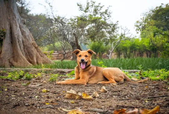 Cómo reducir estrés en perros