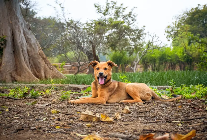 Cómo reducir estrés en perros Cómo reducir estrés en perros