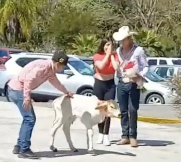 VIDEO: Joven le regala becerro a su novia. Créditos: Tik Tok