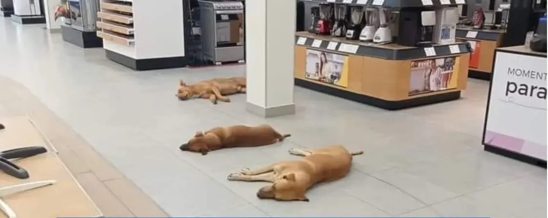 Perritos se resguardan del sol en una tienda Elektra Perritos se resguardan del sol en una tienda Elektra