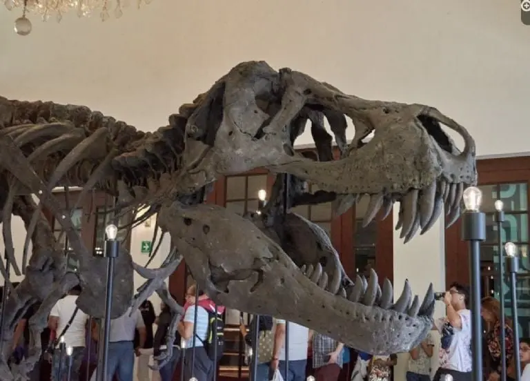 Exposición de Dinosaurios en Los Pinos, ¿cuánto cuesta? Foto: Gobierno