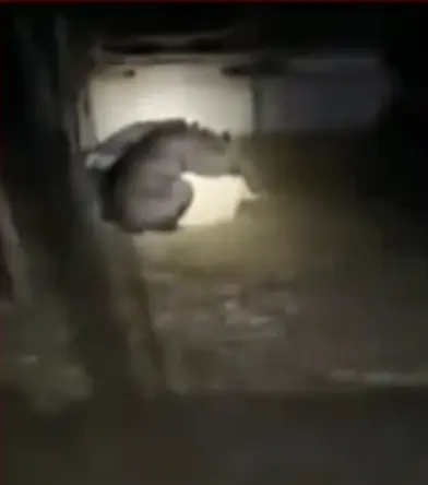 VIDEO Graban supuesto chupacabras comiendo un animal en una granja de Bolivia