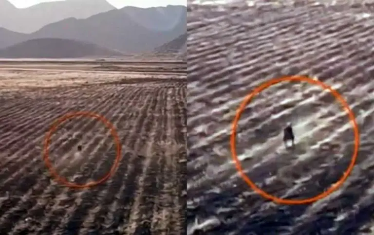 VIDEO Graban supuesto chupacabras comiendo un animal en una granja de Bolivia. Foto: Especial