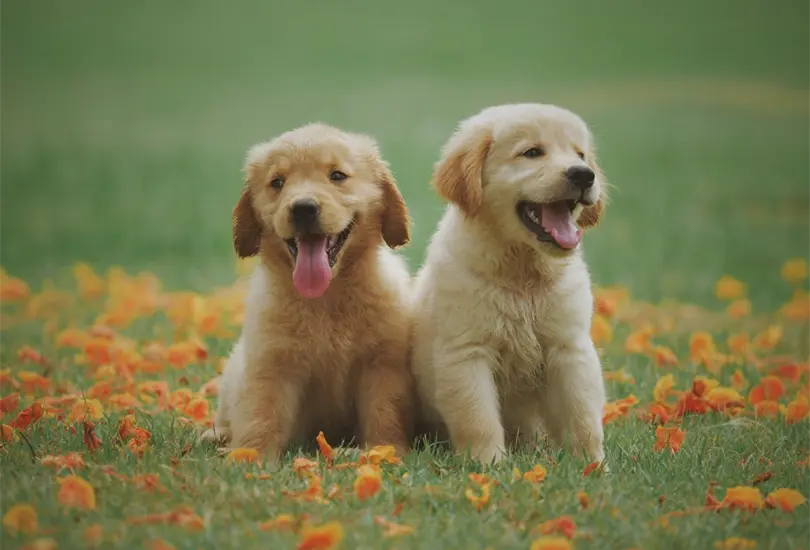 Si estás pensando en tener una mascota, no olvides que lo más recomendable es adoptar a una, ya que así podrías darle un hogar a un animal que pudo haber sido abandonado o víctima de maltrato Si estás pensando en tener una mascota, no olvides que lo más recomendable es adoptar a una, ya que así podrías darle un hogar a un animal que pudo haber sido abandonado o víctima de maltrato