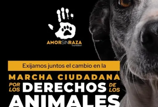 Todo lo que tienes que saber sobre la marcha contra el maltrato animal en la CDMX   