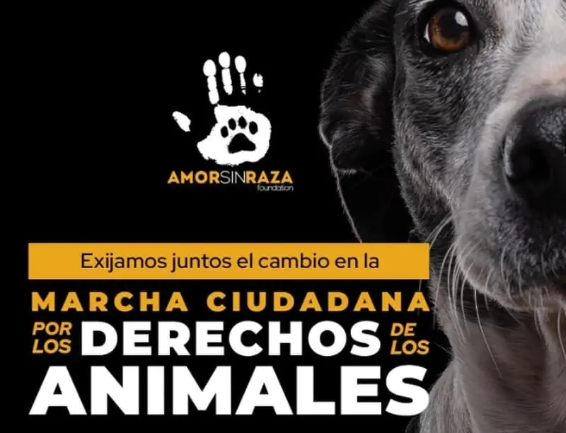 Todo lo que tienes que saber sobre la marcha contra el maltrato animal en la CDMX   