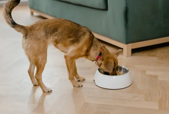 Los perros también pueden sufrir una variedad de problemas dentales, como acumulación de placa, sarro, gingivitis, enfermedad periodontal e infecciones