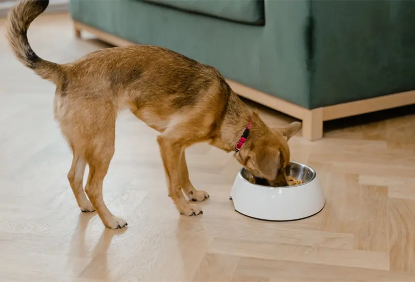 Los perros tambi&eacute;n pueden sufrir una variedad de problemas dentales, como acumulaci&oacute;n de placa, sarro, gingivitis, enfermedad periodontal e infecciones