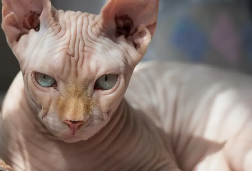 Estos felinos han sido venerados y considerados seres divinos en diversas culturas alrededor del mundo.