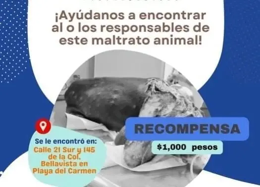 Sus due&ntilde;os ya son buscados por las autoridades. 