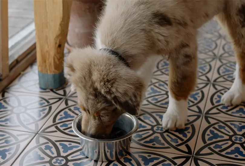 En la edici&oacute;n de Julio de la Revista del Consumidor, la Profeco puso a prueba a 46 marcas de croquetas para perro y encontr&oacute; algunas irregularidades en algunas de las marcas examinadas en su laboratorio.