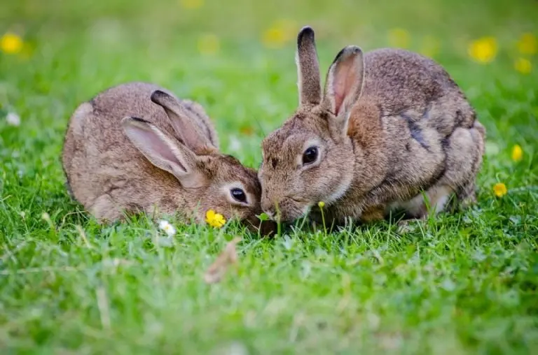 Cómo evitar malos olores de animales en el hogar - Pexels