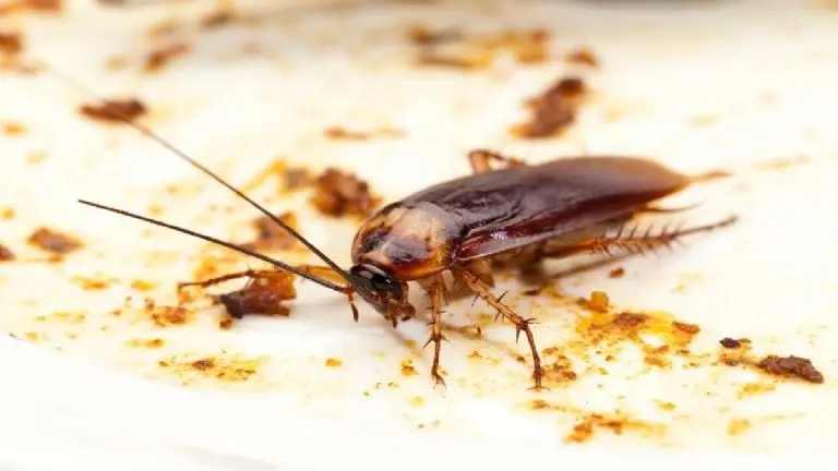 Las cucarachas cargan con bacterias que van dejando a su paso. Foto: Canva