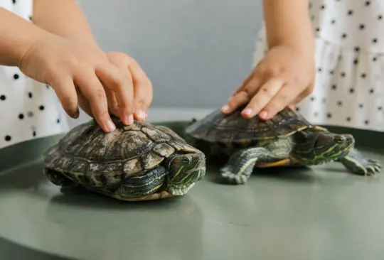 Si eres dueño de una tortuga estos consejos podrían ayudarte a mejorar su cuidado Si eres dueño de una tortuga estos consejos podrían ayudarte a mejorar su cuidado