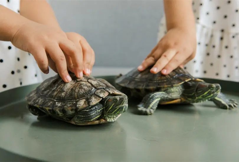 Si eres due&ntilde;o de una tortuga estos consejos podr&iacute;an ayudarte a mejorar su cuidado