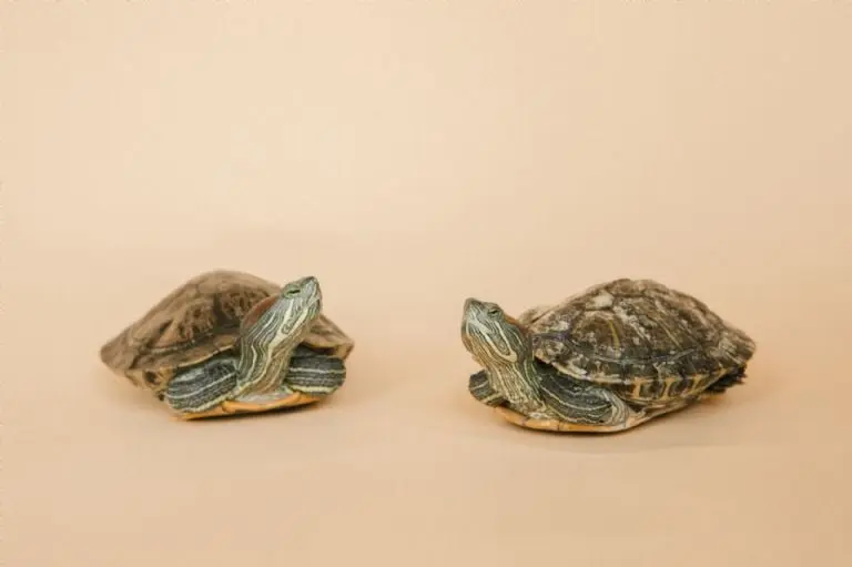 Consejos para cuidar una tortuga - Pexels