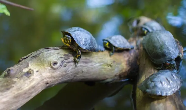 Consejos para cuidar una tortuga - Pexels