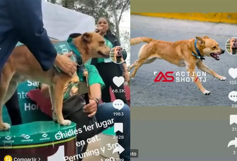 &acute;El Chicles&acute; el famoso perro de Tijuana, Baja California que se hizo viral en redes debido a su pasi&oacute;n por correr maratones ya consigui&oacute; ganar su primera medalla