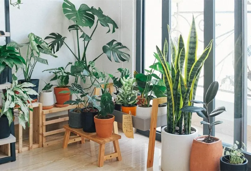 Plantas que ayudan a reducir el calor, según la NASA. Plantas que ayudan a reducir el calor, según la NASA.