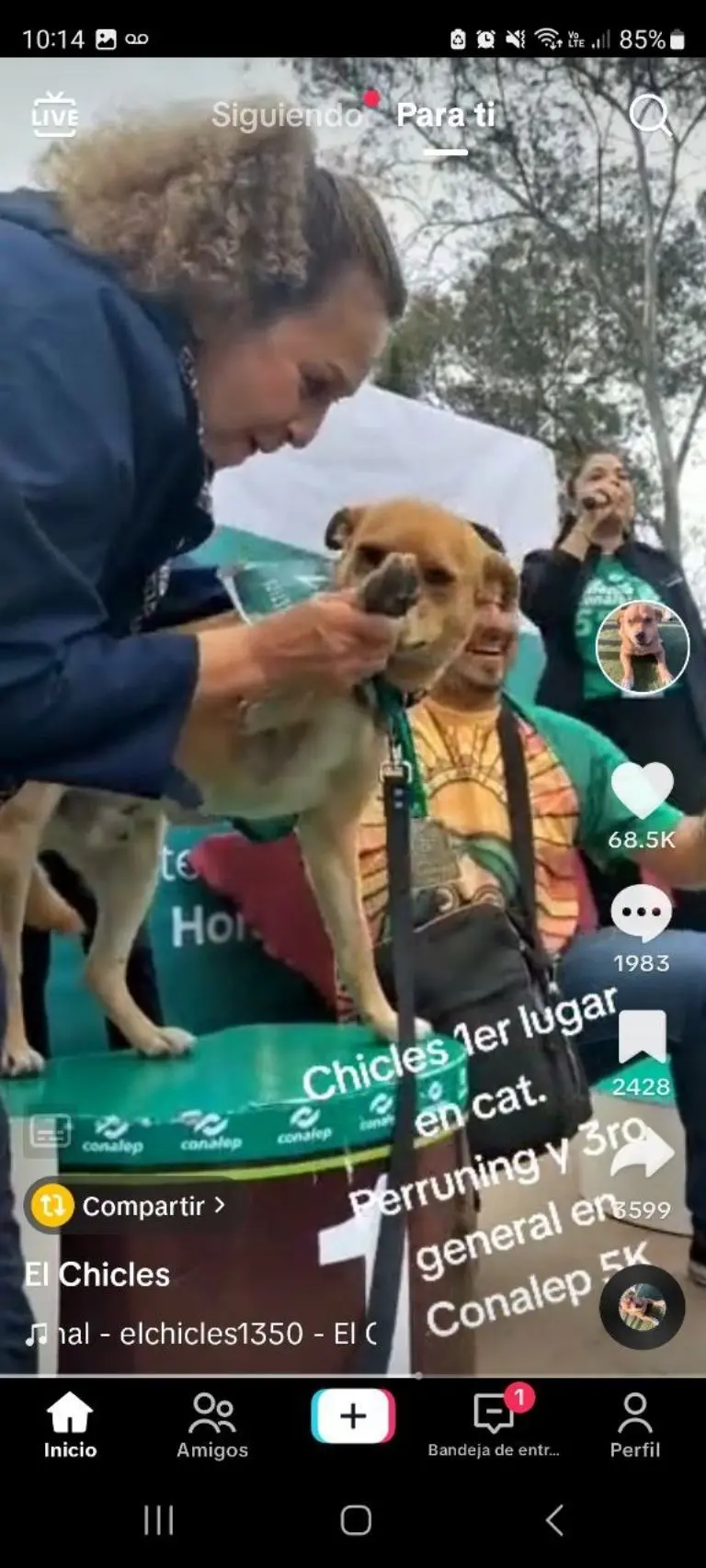 El Chicles, perrito de México que compite en maratones - Tomada de video