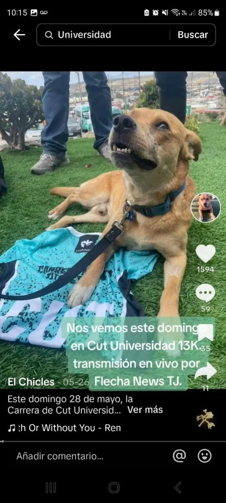 El Chicles, perrito de México que compite en maratones - Tomada de video