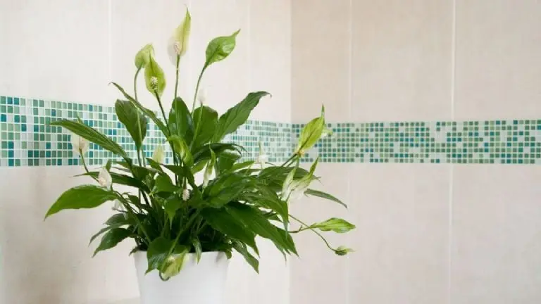 2.- Espatifilo, cuna de Moisés, flor de la paz (Spathiphyllum). Créditos: Canva