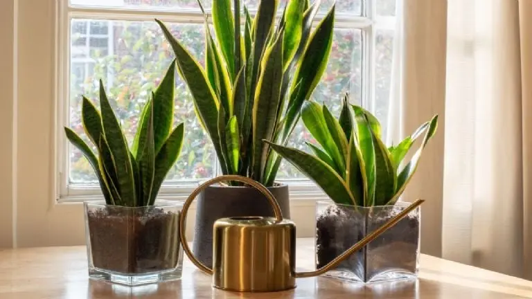 4.- Lengua de suegra, lengua de tigre (Sansevieria). Créditos: Canva