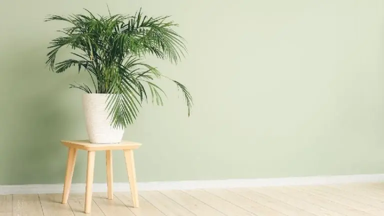 3.- Palmera de bambú o china (Raphis excelsa). Créditos: Canva